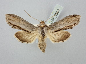  ( - BGE_ZSM_LEP_2907)  @11 [ ] by-nc-sa (2025) SNSB, Staatliche Naturwissenschaftliche Sammlungen Bayerns ZSM (SNSB, Zoologische Staatssammlung Muenchen)