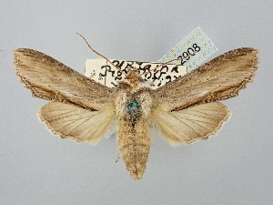  ( - BGE_ZSM_LEP_2908)  @11 [ ] by-nc-sa (2025) SNSB, Staatliche Naturwissenschaftliche Sammlungen Bayerns ZSM (SNSB, Zoologische Staatssammlung Muenchen)