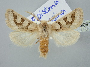  ( - BGE_ZSM_LEP_2909)  @11 [ ] by-nc-sa (2025) SNSB, Staatliche Naturwissenschaftliche Sammlungen Bayerns ZSM (SNSB, Zoologische Staatssammlung Muenchen)