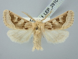  ( - BGE_ZSM_LEP_2910)  @11 [ ] by-nc-sa (2025) SNSB, Staatliche Naturwissenschaftliche Sammlungen Bayerns ZSM (SNSB, Zoologische Staatssammlung Muenchen)