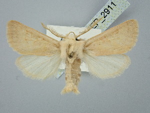  ( - BGE_ZSM_LEP_2911)  @11 [ ] by-nc-sa (2025) SNSB, Staatliche Naturwissenschaftliche Sammlungen Bayerns ZSM (SNSB, Zoologische Staatssammlung Muenchen)