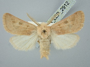  ( - BGE_ZSM_LEP_2912)  @11 [ ] by-nc-sa (2025) SNSB, Staatliche Naturwissenschaftliche Sammlungen Bayerns ZSM (SNSB, Zoologische Staatssammlung Muenchen)