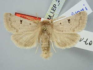  ( - BGE_ZSM_LEP_2913)  @11 [ ] by-nc-sa (2025) SNSB, Staatliche Naturwissenschaftliche Sammlungen Bayerns ZSM (SNSB, Zoologische Staatssammlung Muenchen)