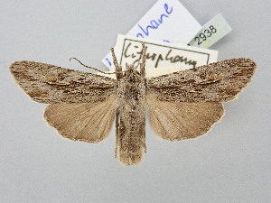  ( - BGE_ZSM_LEP_2938)  @11 [ ] by-nc-sa (2025) SNSB, Staatliche Naturwissenschaftliche Sammlungen Bayerns ZSM (SNSB, Zoologische Staatssammlung Muenchen)