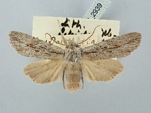  ( - BGE_ZSM_LEP_2939)  @11 [ ] by-nc-sa (2025) SNSB, Staatliche Naturwissenschaftliche Sammlungen Bayerns ZSM (SNSB, Zoologische Staatssammlung Muenchen)