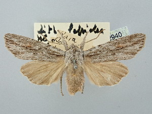  ( - BGE_ZSM_LEP_2940)  @11 [ ] by-nc-sa (2025) SNSB, Staatliche Naturwissenschaftliche Sammlungen Bayerns ZSM (SNSB, Zoologische Staatssammlung Muenchen)