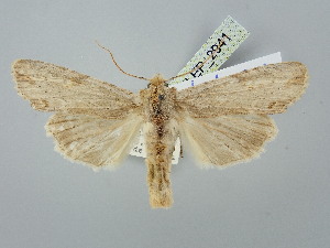  ( - BGE_ZSM_LEP_2941)  @11 [ ] by-nc-sa (2025) SNSB, Staatliche Naturwissenschaftliche Sammlungen Bayerns ZSM (SNSB, Zoologische Staatssammlung Muenchen)