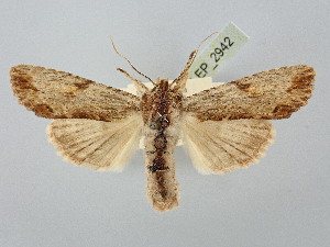  ( - BGE_ZSM_LEP_2942)  @11 [ ] by-nc-sa (2025) SNSB, Staatliche Naturwissenschaftliche Sammlungen Bayerns ZSM (SNSB, Zoologische Staatssammlung Muenchen)