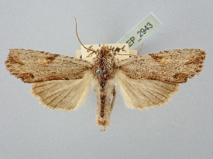  ( - BGE_ZSM_LEP_2943)  @11 [ ] by-nc-sa (2025) SNSB, Staatliche Naturwissenschaftliche Sammlungen Bayerns ZSM (SNSB, Zoologische Staatssammlung Muenchen)