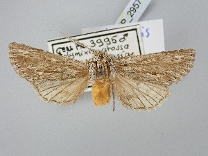  ( - BGE_ZSM_LEP_2957)  @11 [ ] by-nc-sa (2025) SNSB, Staatliche Naturwissenschaftliche Sammlungen Bayerns ZSM (SNSB, Zoologische Staatssammlung Muenchen)