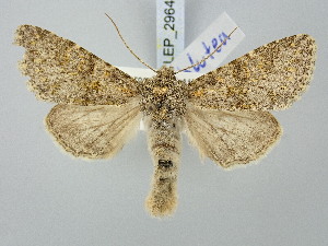  ( - BGE_ZSM_LEP_2964)  @11 [ ] by-nc-sa (2025) SNSB, Staatliche Naturwissenschaftliche Sammlungen Bayerns ZSM (SNSB, Zoologische Staatssammlung Muenchen)