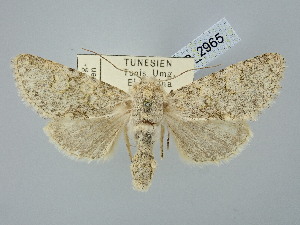 ( - BGE_ZSM_LEP_2965)  @11 [ ] by-nc-sa (2025) SNSB, Staatliche Naturwissenschaftliche Sammlungen Bayerns ZSM (SNSB, Zoologische Staatssammlung Muenchen)