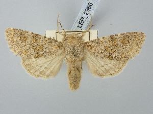  ( - BGE_ZSM_LEP_2966)  @11 [ ] by-nc-sa (2025) SNSB, Staatliche Naturwissenschaftliche Sammlungen Bayerns ZSM (SNSB, Zoologische Staatssammlung Muenchen)