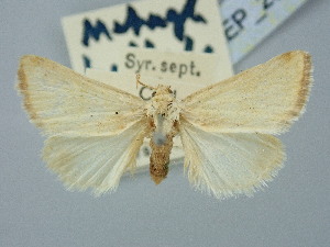  ( - BGE_ZSM_LEP_2992)  @11 [ ] by-nc-sa (2025) SNSB, Staatliche Naturwissenschaftliche Sammlungen Bayerns ZSM (SNSB, Zoologische Staatssammlung Muenchen)