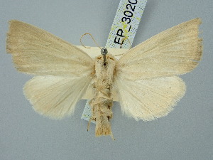  ( - BGE_ZSM_LEP_3020)  @11 [ ] by-nc-sa (2025) SNSB, Staatliche Naturwissenschaftliche Sammlungen Bayerns ZSM (SNSB, Zoologische Staatssammlung Muenchen)