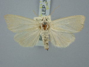  ( - BGE_ZSM_LEP_3021)  @11 [ ] by-nc-sa (2025) SNSB, Staatliche Naturwissenschaftliche Sammlungen Bayerns ZSM (SNSB, Zoologische Staatssammlung Muenchen)