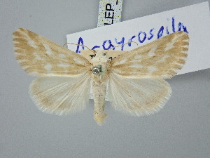  ( - BGE_ZSM_LEP_3022)  @11 [ ] by-nc-sa (2025) SNSB, Staatliche Naturwissenschaftliche Sammlungen Bayerns ZSM (SNSB, Zoologische Staatssammlung Muenchen)