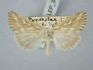  ( - BGE_ZSM_LEP_3023)  @11 [ ] by-nc-sa (2025) SNSB, Staatliche Naturwissenschaftliche Sammlungen Bayerns ZSM (SNSB, Zoologische Staatssammlung Muenchen)