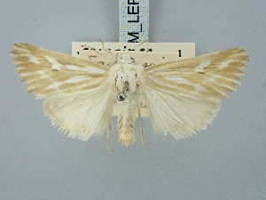  ( - BGE_ZSM_LEP_3024)  @11 [ ] by-nc-sa (2025) SNSB, Staatliche Naturwissenschaftliche Sammlungen Bayerns ZSM (SNSB, Zoologische Staatssammlung Muenchen)