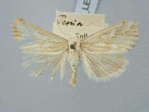  ( - BGE_ZSM_LEP_3025)  @11 [ ] by-nc-sa (2025) SNSB, Staatliche Naturwissenschaftliche Sammlungen Bayerns ZSM (SNSB, Zoologische Staatssammlung Muenchen)