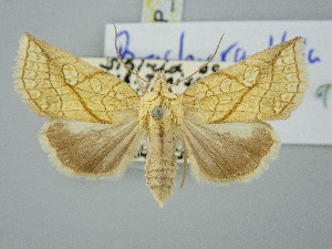  ( - BGE_ZSM_LEP_3034)  @11 [ ] by-nc-sa (2025) SNSB, Staatliche Naturwissenschaftliche Sammlungen Bayerns ZSM (SNSB, Zoologische Staatssammlung Muenchen)