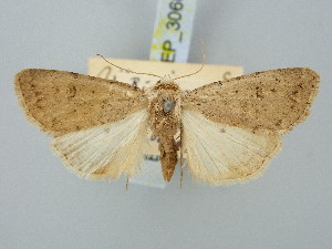  ( - BGE_ZSM_LEP_3066)  @11 [ ] by-nc-sa (2025) SNSB, Staatliche Naturwissenschaftliche Sammlungen Bayerns ZSM (SNSB, Zoologische Staatssammlung Muenchen)