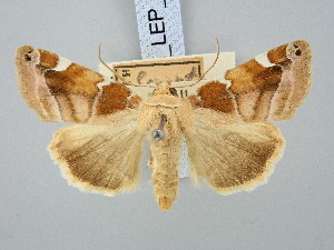  ( - BGE_ZSM_LEP_3082)  @11 [ ] by-nc-sa (2025) SNSB, Staatliche Naturwissenschaftliche Sammlungen Bayerns ZSM (SNSB, Zoologische Staatssammlung Muenchen)
