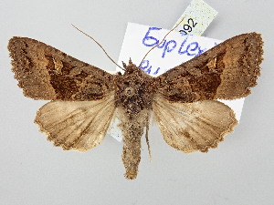  ( - BGE_ZSM_LEP_3092)  @11 [ ] by-nc-sa (2025) SNSB, Staatliche Naturwissenschaftliche Sammlungen Bayerns ZSM (SNSB, Zoologische Staatssammlung Muenchen)