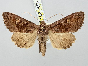  ( - BGE_ZSM_LEP_3093)  @11 [ ] by-nc-sa (2025) SNSB, Staatliche Naturwissenschaftliche Sammlungen Bayerns ZSM (SNSB, Zoologische Staatssammlung Muenchen)