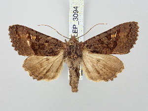  ( - BGE_ZSM_LEP_3094)  @11 [ ] by-nc-sa (2025) SNSB, Staatliche Naturwissenschaftliche Sammlungen Bayerns ZSM (SNSB, Zoologische Staatssammlung Muenchen)