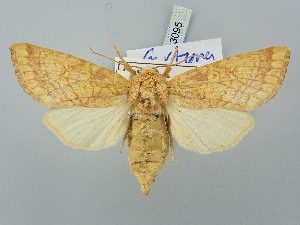  ( - BGE_ZSM_LEP_3095)  @11 [ ] by-nc-sa (2025) SNSB, Staatliche Naturwissenschaftliche Sammlungen Bayerns ZSM (SNSB, Zoologische Staatssammlung Muenchen)