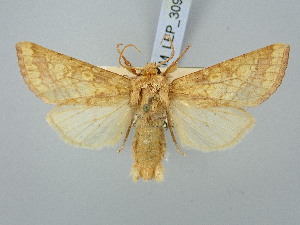  ( - BGE_ZSM_LEP_3096)  @11 [ ] by-nc-sa (2025) SNSB, Staatliche Naturwissenschaftliche Sammlungen Bayerns ZSM (SNSB, Zoologische Staatssammlung Muenchen)