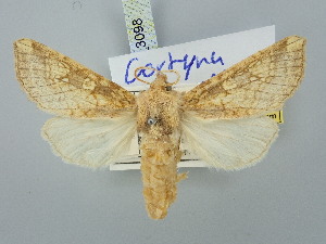  ( - BGE_ZSM_LEP_3098)  @11 [ ] by-nc-sa (2025) SNSB, Staatliche Naturwissenschaftliche Sammlungen Bayerns ZSM (SNSB, Zoologische Staatssammlung Muenchen)