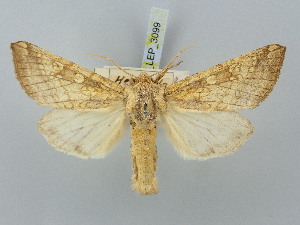  ( - BGE_ZSM_LEP_3099)  @11 [ ] by-nc-sa (2025) SNSB, Staatliche Naturwissenschaftliche Sammlungen Bayerns ZSM (SNSB, Zoologische Staatssammlung Muenchen)