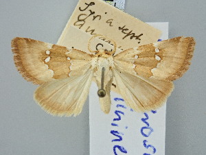  (Haemerosia vassilininei - BGE_ZSM_LEP_3101)  @11 [ ] by-nc-sa (2025) SNSB, Staatliche Naturwissenschaftliche Sammlungen Bayerns ZSM (SNSB, Zoologische Staatssammlung Muenchen)