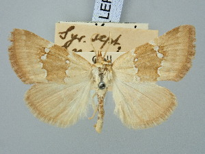  ( - BGE_ZSM_LEP_3102)  @11 [ ] by-nc-sa (2025) SNSB, Staatliche Naturwissenschaftliche Sammlungen Bayerns ZSM (SNSB, Zoologische Staatssammlung Muenchen)