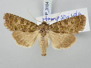  ( - BGE_ZSM_LEP_3104)  @11 [ ] by-nc-sa (2025) SNSB, Staatliche Naturwissenschaftliche Sammlungen Bayerns ZSM (SNSB, Zoologische Staatssammlung Muenchen)