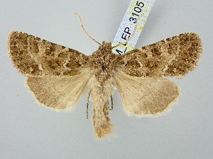  ( - BGE_ZSM_LEP_3105)  @11 [ ] by-nc-sa (2025) SNSB, Staatliche Naturwissenschaftliche Sammlungen Bayerns ZSM (SNSB, Zoologische Staatssammlung Muenchen)