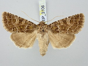  ( - BGE_ZSM_LEP_3106)  @11 [ ] by-nc-sa (2025) SNSB, Staatliche Naturwissenschaftliche Sammlungen Bayerns ZSM (SNSB, Zoologische Staatssammlung Muenchen)