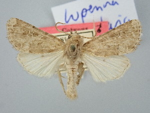  ( - BGE_ZSM_LEP_3115)  @11 [ ] by-nc-sa (2025) SNSB, Staatliche Naturwissenschaftliche Sammlungen Bayerns ZSM (SNSB, Zoologische Staatssammlung Muenchen)