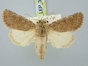  (Luperina dayensis - BGE_ZSM_LEP_3116)  @11 [ ] by-nc-sa (2025) SNSB, Staatliche Naturwissenschaftliche Sammlungen Bayerns ZSM (SNSB, Zoologische Staatssammlung Muenchen)
