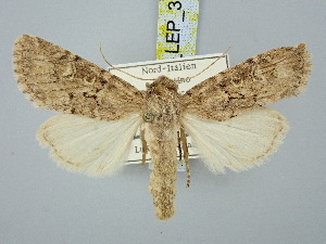  ( - BGE_ZSM_LEP_3117)  @11 [ ] by-nc-sa (2025) SNSB, Staatliche Naturwissenschaftliche Sammlungen Bayerns ZSM (SNSB, Zoologische Staatssammlung Muenchen)