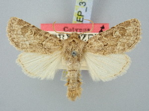  ( - BGE_ZSM_LEP_3118)  @11 [ ] by-nc-sa (2025) SNSB, Staatliche Naturwissenschaftliche Sammlungen Bayerns ZSM (SNSB, Zoologische Staatssammlung Muenchen)