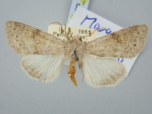  ( - BGE_ZSM_LEP_3122)  @11 [ ] by-nc-sa (2025) SNSB, Staatliche Naturwissenschaftliche Sammlungen Bayerns ZSM (SNSB, Zoologische Staatssammlung Muenchen)