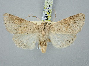  ( - BGE_ZSM_LEP_3123)  @11 [ ] by-nc-sa (2025) SNSB, Staatliche Naturwissenschaftliche Sammlungen Bayerns ZSM (SNSB, Zoologische Staatssammlung Muenchen)