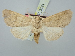  ( - BGE_ZSM_LEP_3124)  @11 [ ] by-nc-sa (2025) SNSB, Staatliche Naturwissenschaftliche Sammlungen Bayerns ZSM (SNSB, Zoologische Staatssammlung Muenchen)
