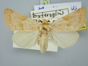  ( - BGE_ZSM_LEP_3137)  @11 [ ] by-nc-sa (2025) SNSB, Staatliche Naturwissenschaftliche Sammlungen Bayerns ZSM (SNSB, Zoologische Staatssammlung Muenchen)