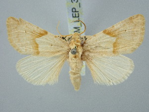  ( - BGE_ZSM_LEP_3138)  @11 [ ] by-nc-sa (2025) SNSB, Staatliche Naturwissenschaftliche Sammlungen Bayerns ZSM (SNSB, Zoologische Staatssammlung Muenchen)