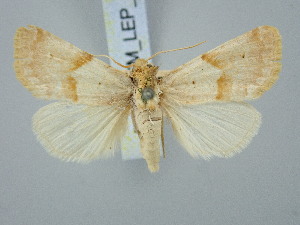  ( - BGE_ZSM_LEP_3139)  @11 [ ] by-nc-sa (2025) SNSB, Staatliche Naturwissenschaftliche Sammlungen Bayerns ZSM (SNSB, Zoologische Staatssammlung Muenchen)