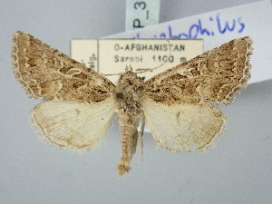  ( - BGE_ZSM_LEP_3152)  @11 [ ] by-nc-sa (2025) SNSB, Staatliche Naturwissenschaftliche Sammlungen Bayerns ZSM (SNSB, Zoologische Staatssammlung Muenchen)